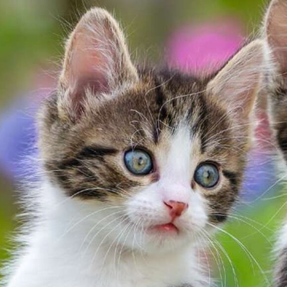 New sealed Ravensburger-3x49 Piece Puzzle - Kittens (cats) - Picture 9 of 16